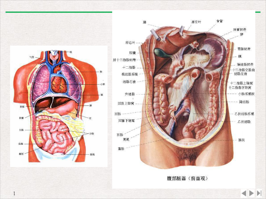 病毒性肝炎的预防和治疗课件.pptx_第1页