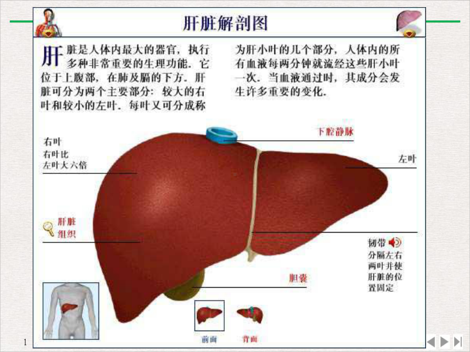 病毒性肝炎的预防和治疗课件.pptx_第2页