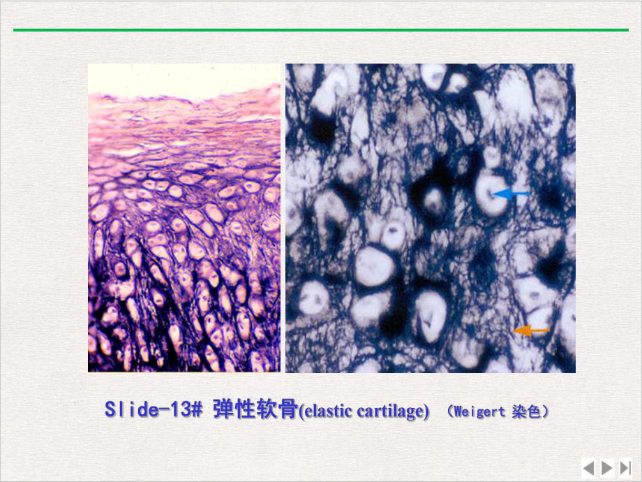 软骨和骨实验优选课件.pptx_第3页