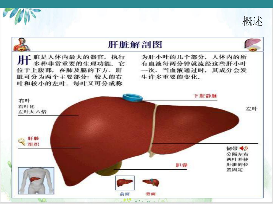 肝脏的解剖和手术配合案例课件.ppt_第3页