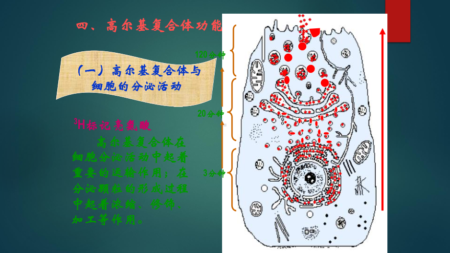 细胞内膜系统课件.pptx_第3页