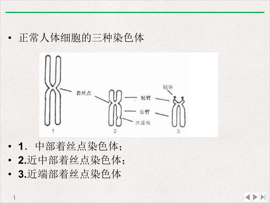 生物信息学人类对染色体的G带完美课课件.ppt_第2页