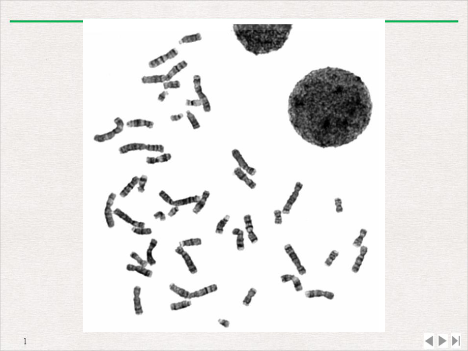 生物信息学人类对染色体的G带完美课课件.ppt_第3页