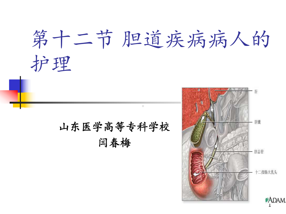 第十二节胆道疾病护理课件.ppt_第1页