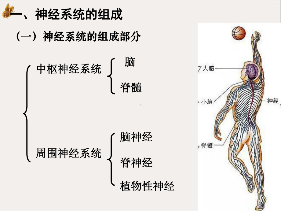 第节通过神经系统的调节教学课件.pptx_第3页