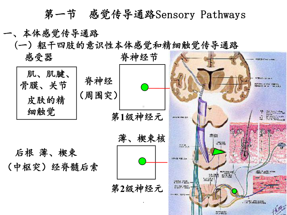 神经系统第十节主要传导通路课件.ppt_第1页