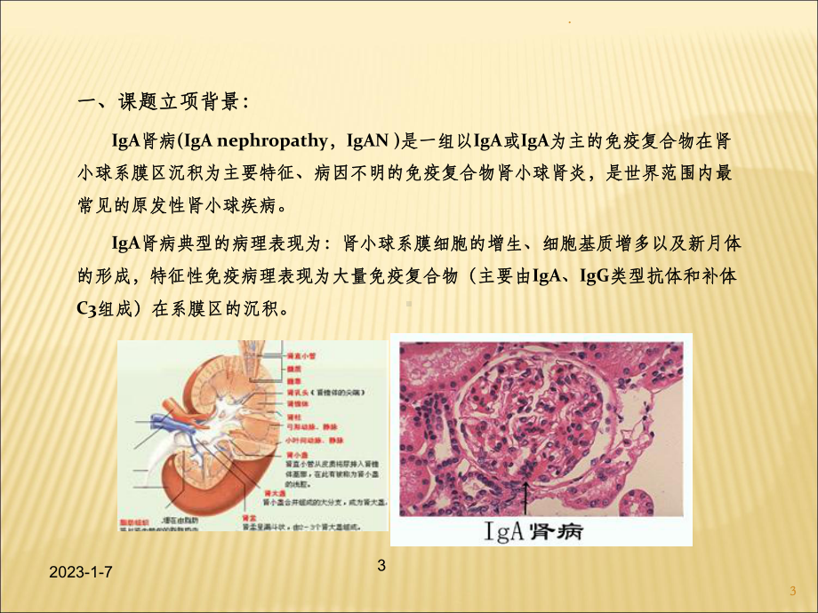 系统性免疫与粘膜免疫对小鼠IgA肾病模型的效果比较课件.ppt_第3页