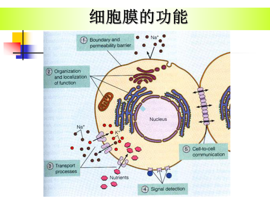 第一章-细胞膜与物质的跨膜转运课件.ppt_第2页