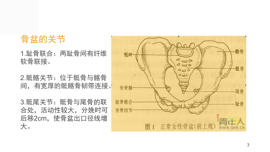 骨盆骨折的护理课件.ppt_第3页