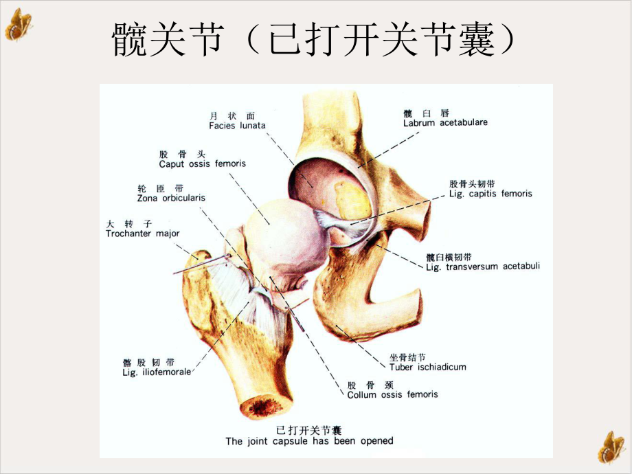 骨生物力学不同股骨假体植入角髋关节表面置换术后股骨近端力学研究课件.pptx_第3页