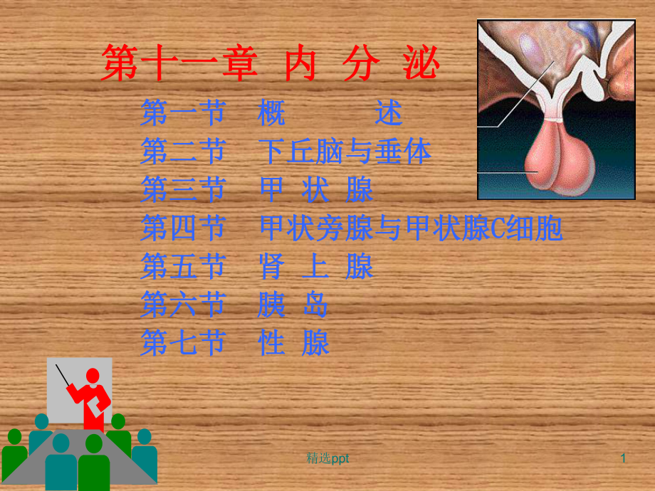 生理学第十一章内分泌课件.ppt_第1页