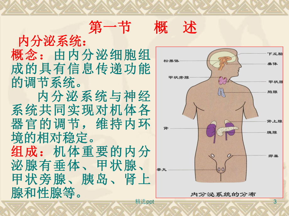 生理学第十一章内分泌课件.ppt_第3页