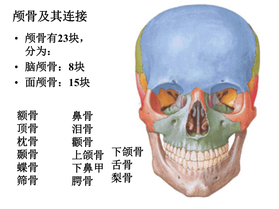 颅骨及其连结课件.ppt_第3页