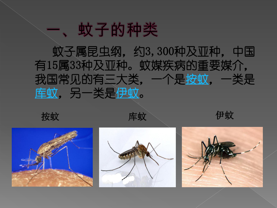 预防登革热-主题班会课件.ppt_第3页