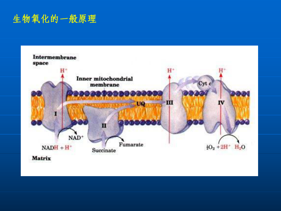 第六节呼吸毒剂的作用机理课件.ppt_第3页