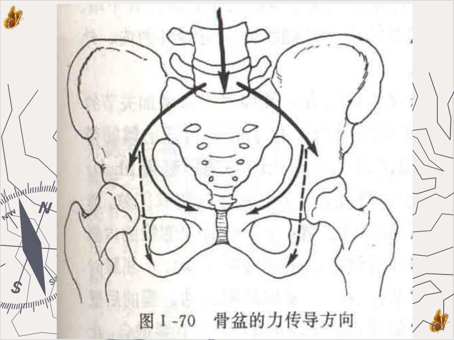 骨盆与髋关节运动学课件.pptx_第2页