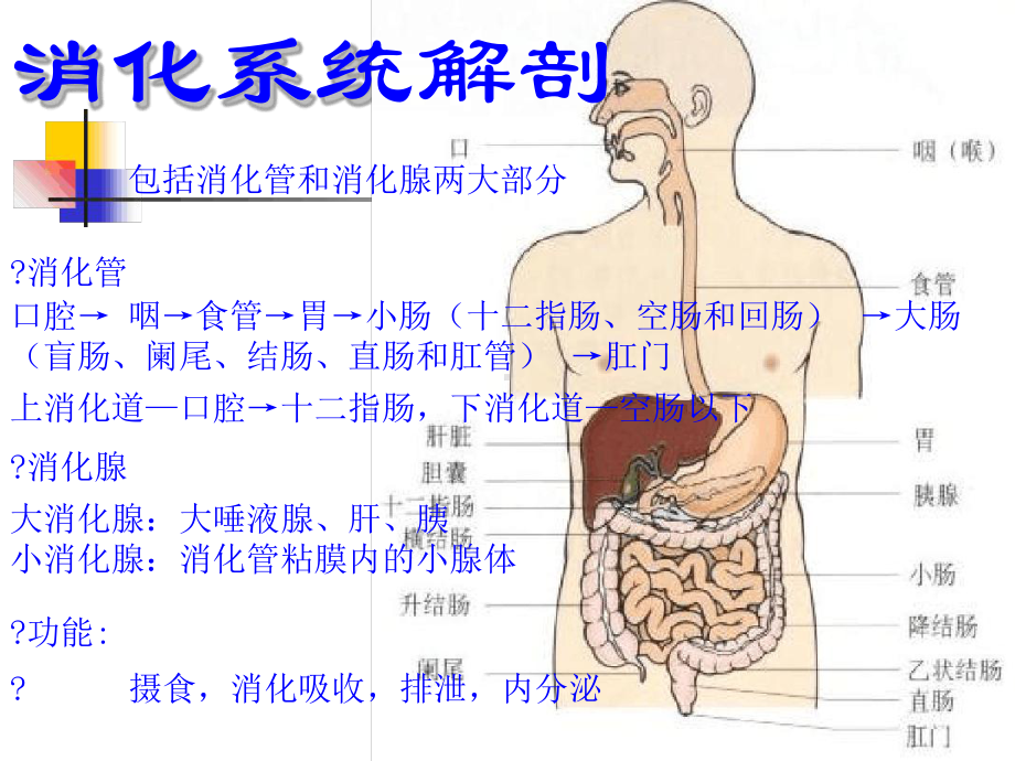 第03章第01节消化系统解剖和生理功能课件.ppt_第2页