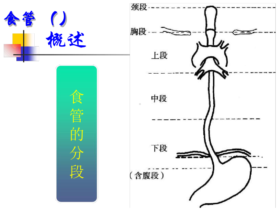 第03章第01节消化系统解剖和生理功能课件.ppt_第3页