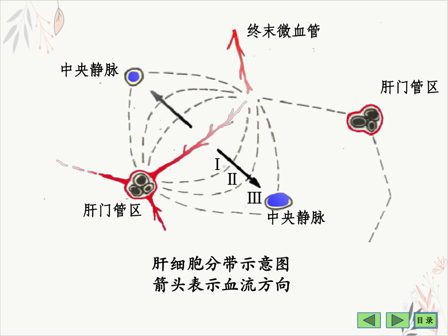 生物化学肝脏生化PPT课件.ppt_第3页