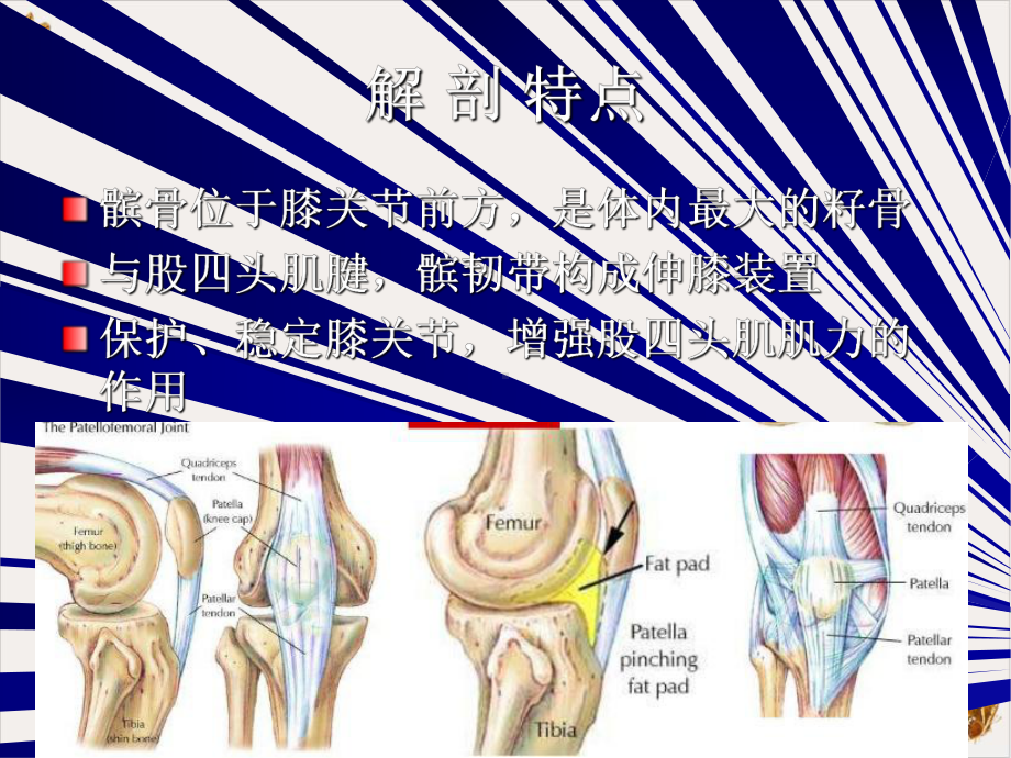 骨伤科护理学之下肢骨折培训课件.pptx_第2页