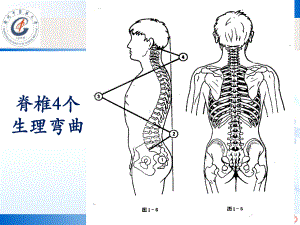 骶髂关节扭伤和尾骨痛课件.pptx