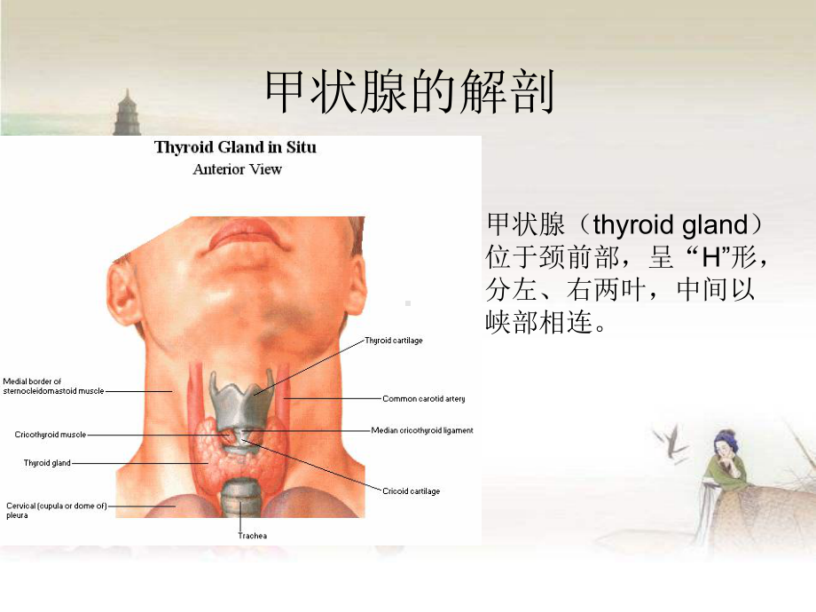 甲状腺病变的影像学表现-课件.ppt_第2页