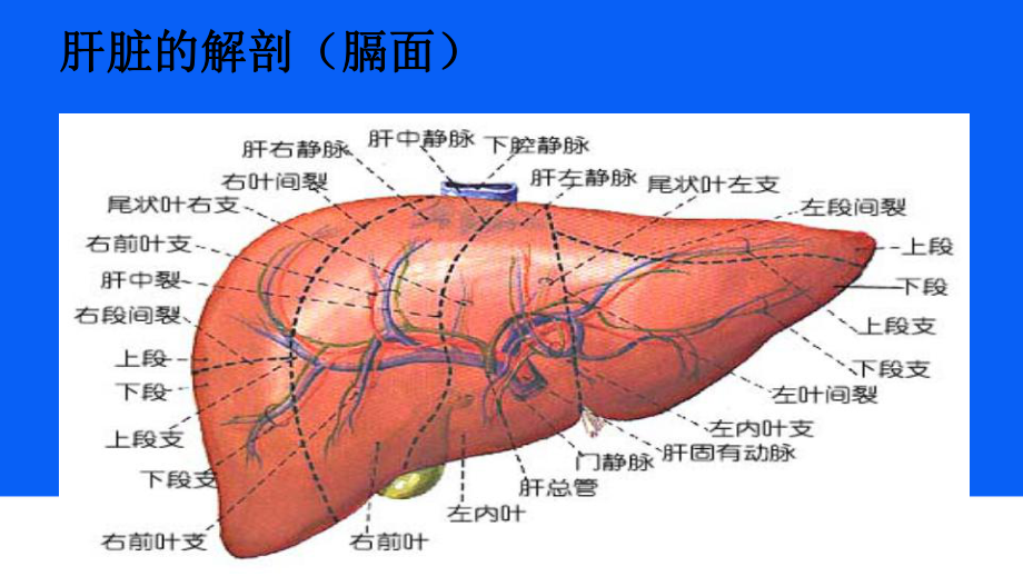 肝脏超声诊断(同名110)课件.ppt_第2页