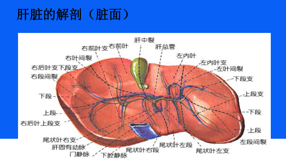 肝脏超声诊断(同名110)课件.ppt_第3页