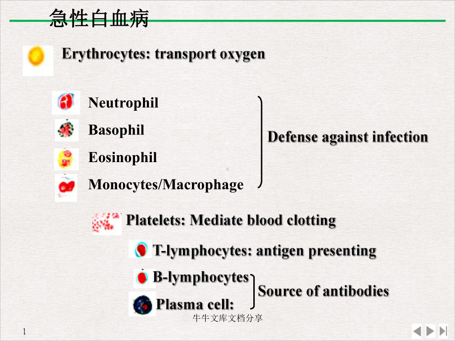 白血病之急性白血病课件.pptx_第3页