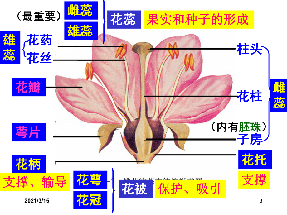 绿色植物的一生总复习吐血制作课件.ppt_第3页