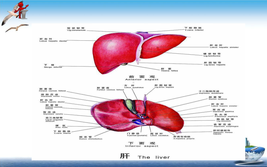 第十六章第三节原发性肝癌病人的护理课件.ppt_第3页