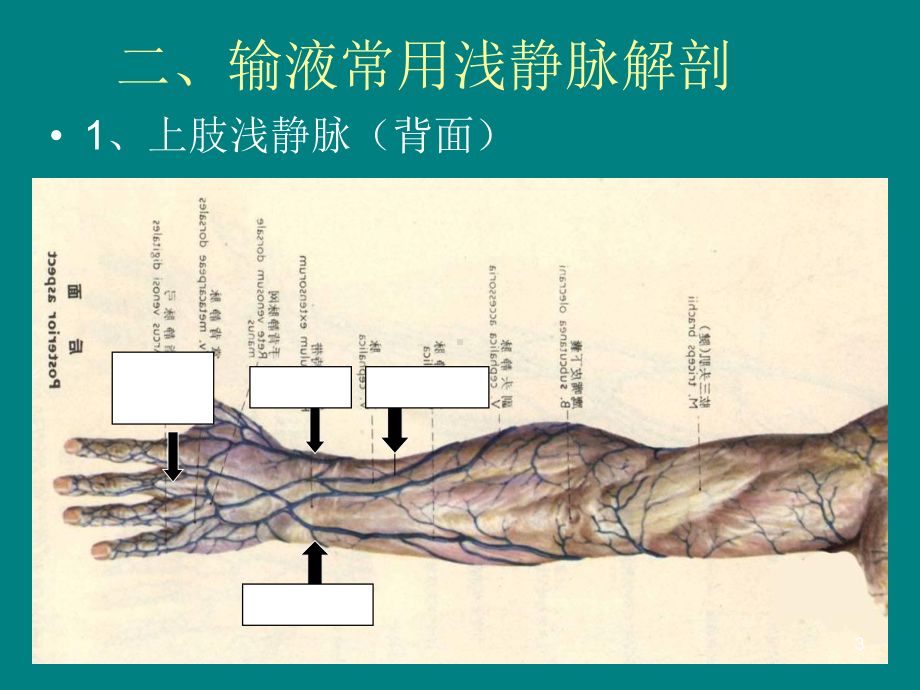 静脉血管结构与输液课件.ppt_第3页