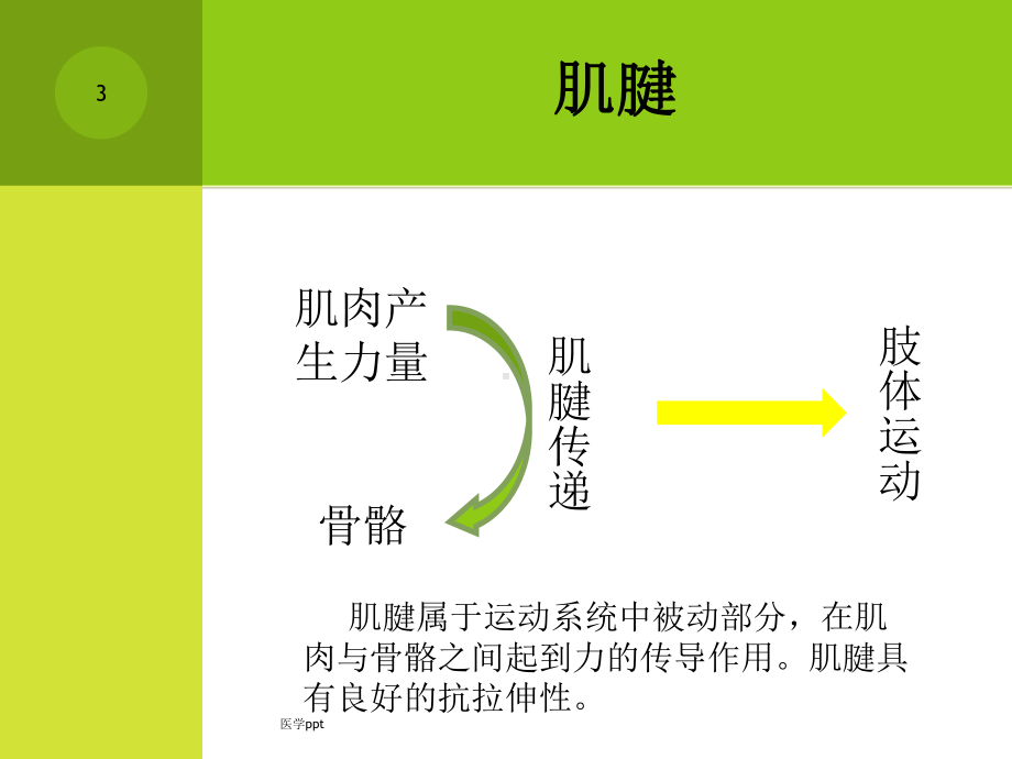 生物力学-肌腱损伤修复课件.ppt_第3页