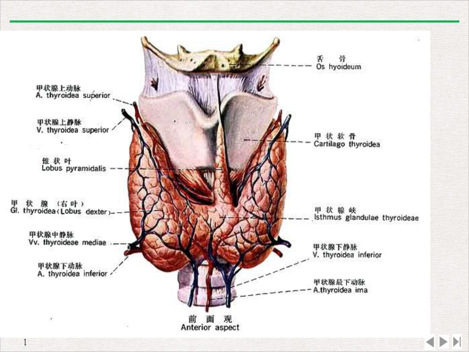 甲状腺疾病查房标准课件.pptx_第2页