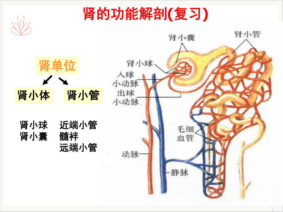 肾功能不全学时课件.ppt_第2页