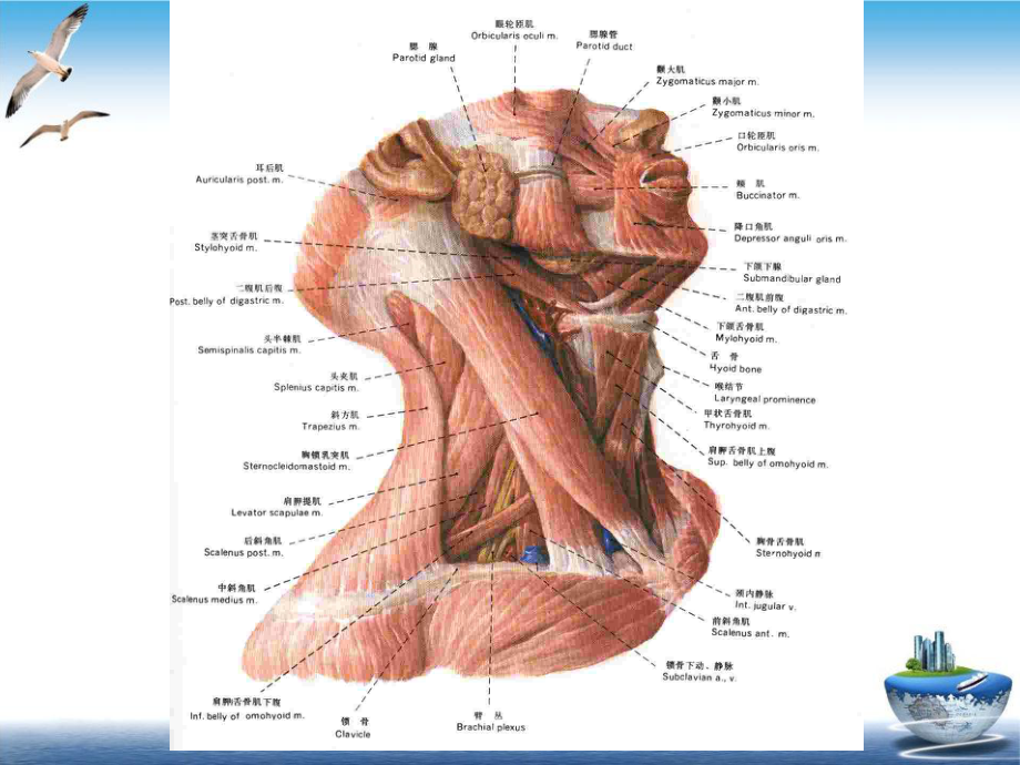颈部肌肉神经血管详解培训教材课件.ppt_第2页