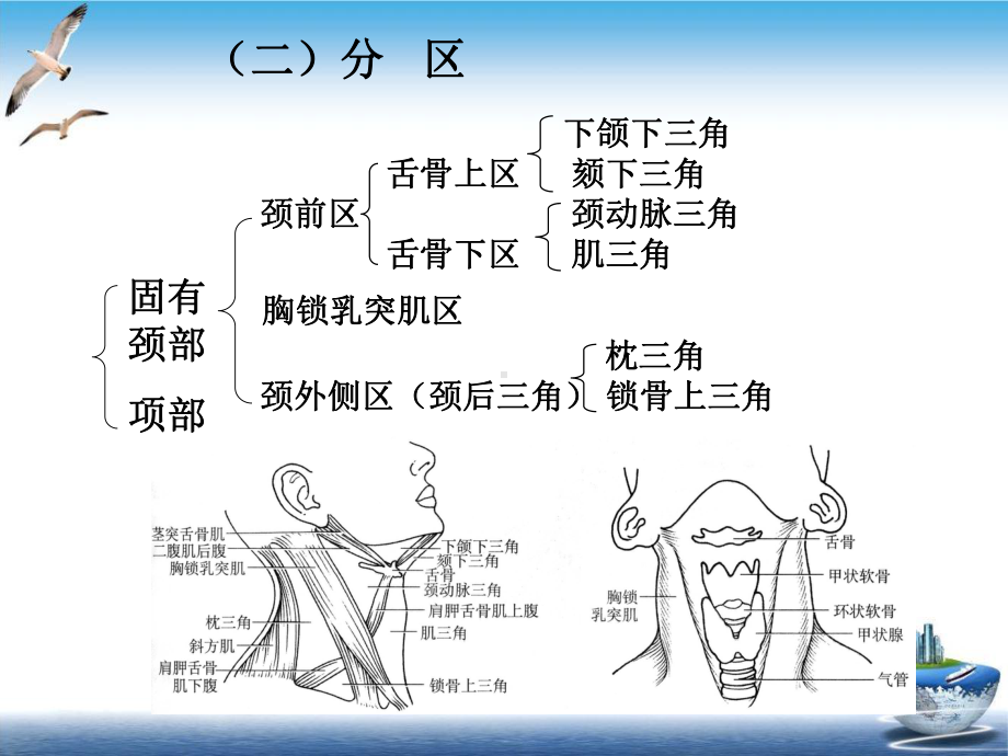 颈部肌肉神经血管详解培训教材课件.ppt_第3页