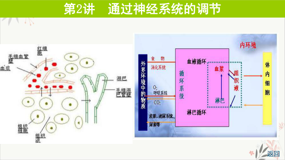 通过神经系统的调节教学课件2021届高考生物一轮复习.ppt_第1页