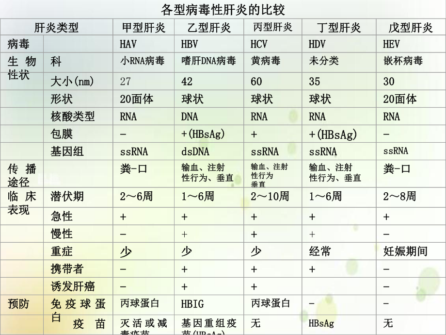 肝炎病毒病原生物学案例课件.ppt_第2页