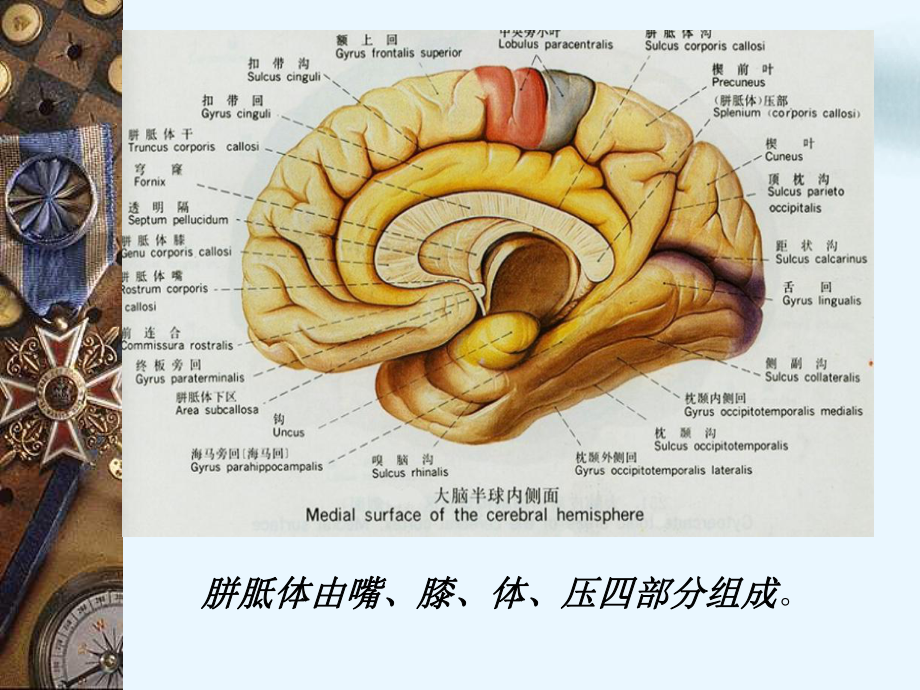 颅脑先天畸形胼胝体透明隔讲课课件.pptx_第2页