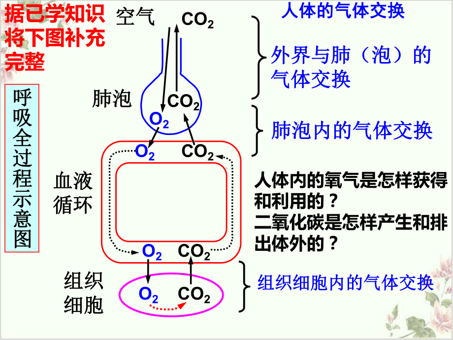 生物的呼吸和呼吸作用浙教版八级科学下册课件1.pptx_第2页