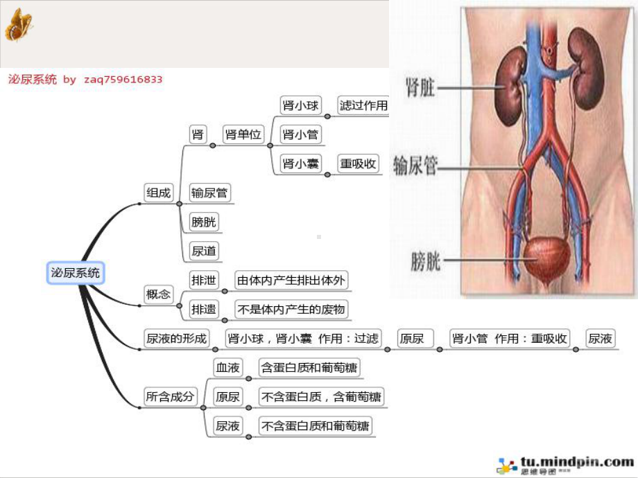 输尿管癌的护理查房详解课件.pptx_第3页