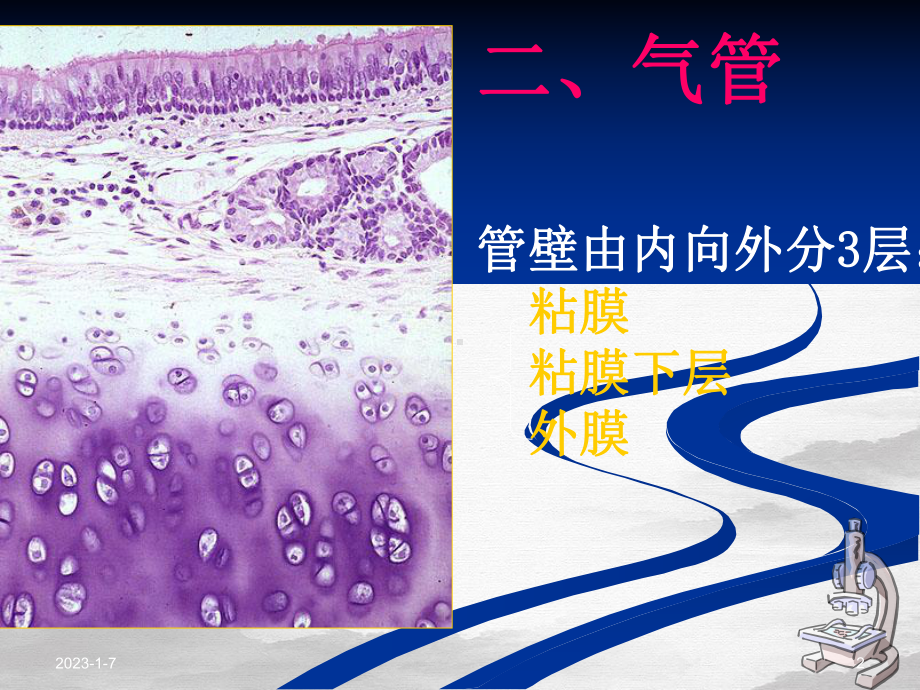 组织学与胚胎学呼吸系统课件.pptx_第2页