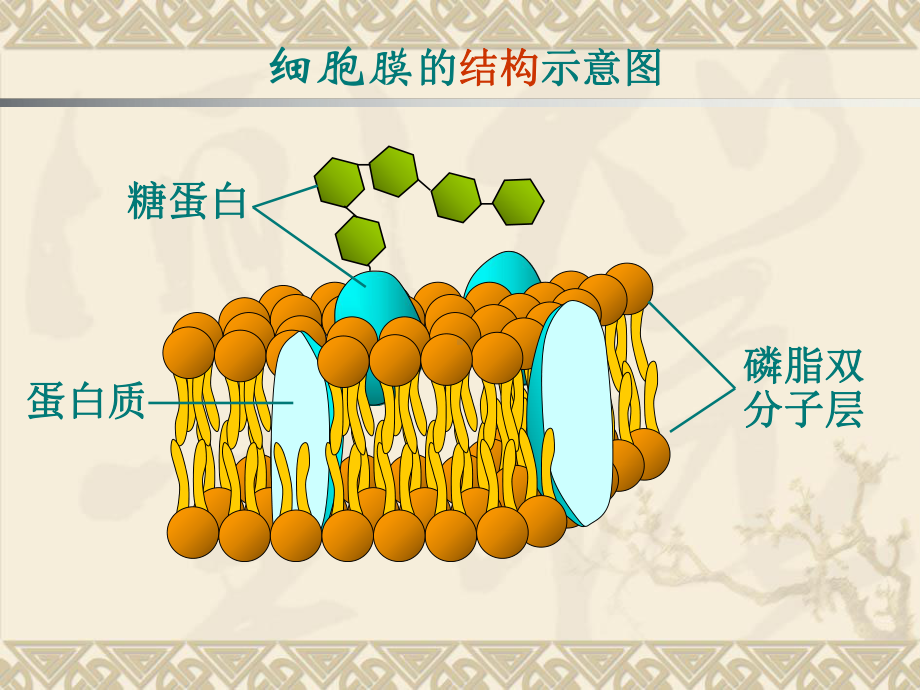 物质跨膜运输的方式讲张课件.ppt_第2页