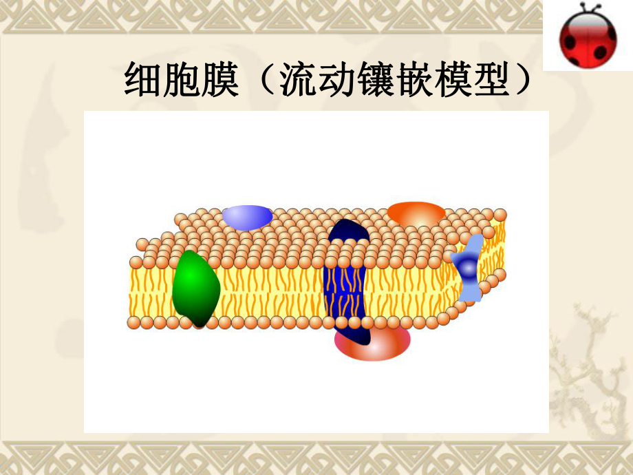 物质跨膜运输的方式讲张课件.ppt_第3页