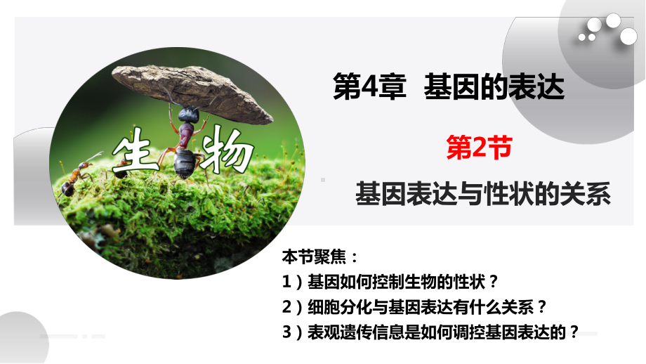 4－2基因表达与性状的关系ppt课件-2022新人教版（2019）《高中生物》必修第二册.pptx_第2页