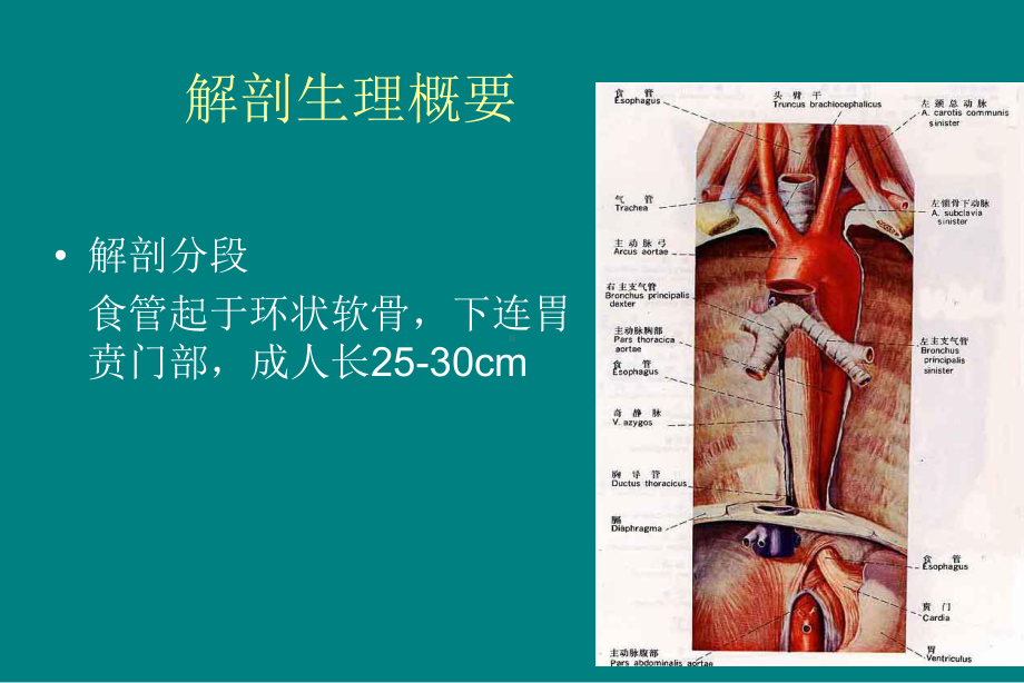 食管疾病护理课件.ppt_第3页