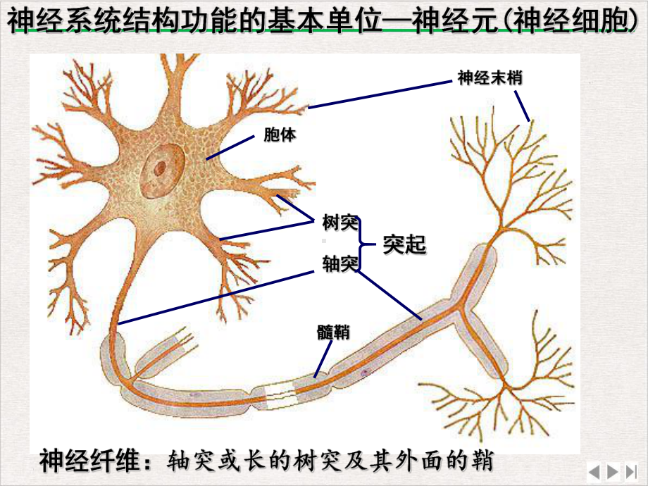 生物三：通过神经系统的调节课件精美版.ppt_第3页