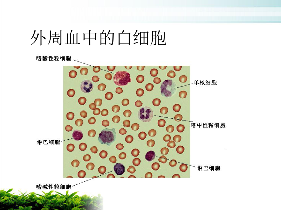 淋巴细胞亚群及其活化状态测定的临床应用课件(同名79).ppt_第3页