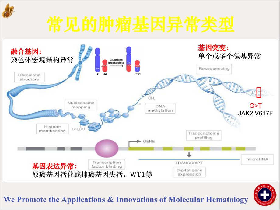 白血病突变组分析基因突变筛查课件.pptx_第2页